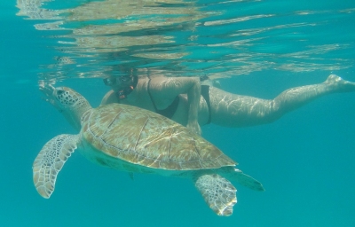Schnorcheln mit Schildkröten auf Barbados (Alexander Mirschel)  Copyright 
License Information available under 'Proof of Image Sources'